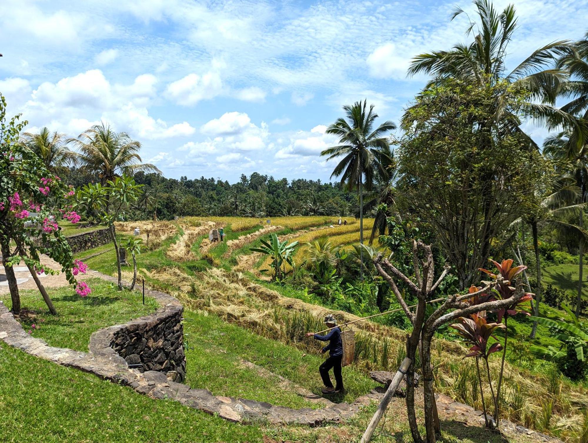 Puri Dajuma Terrace Eco Lodge & Spa Selemadeg  Exterior photo